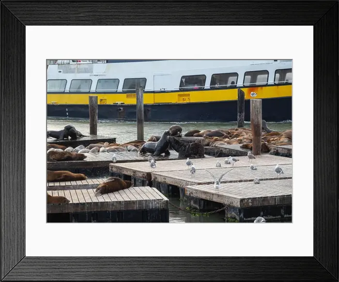 Framed Print : Sea lion colony on the pier in San Francisco, California, USA Framed Print : Sea lion colony on the pier in San Francisco, California, USA