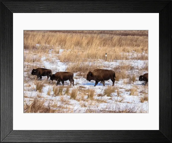 Framed Print : American Bison herd walking on a snow covered prairie in winter Framed Print : American Bison herd walking on a snow covered prairie in winter