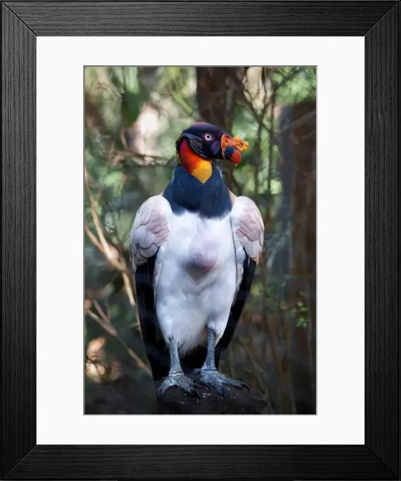 Framed Print : King Vulture. Seen in Brevard Zoo, Melbourne, FL, USA