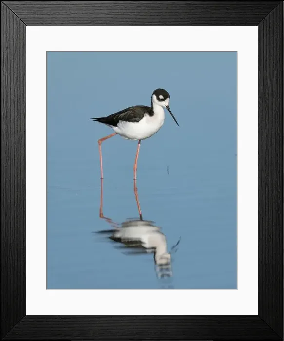 Framed Print : Black-necked Stilt (Himantopus mexicanus), Sacramento County California USA Framed Print : Black-necked Stilt (Himantopus mexicanus), Sacramento County California USA