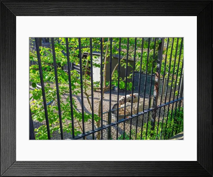 Framed Print : Sheep eating feed from metal feeder behind bars in Central Park Zoo Framed Print : Sheep eating feed from metal feeder behind bars in Central Park Zoo