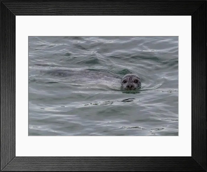 Framed Print : A harbor seal swims in the waters of the Puget Sound, Washington, USA Framed Print : A harbor seal swims in the waters of the Puget Sound, Washington, USA