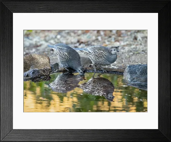 Framed Print : Two female California Quail (Callipepla californica) Framed Print : Two female California Quail (Callipepla californica)