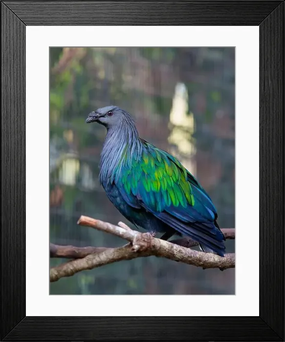 Framed Print : Nicobar pigeon or Nicobar dove. Seen in Brevard Zoo, Melbourne, FL, USA Framed Print : Nicobar pigeon or Nicobar dove. Seen in Brevard Zoo, Melbourne, FL, USA