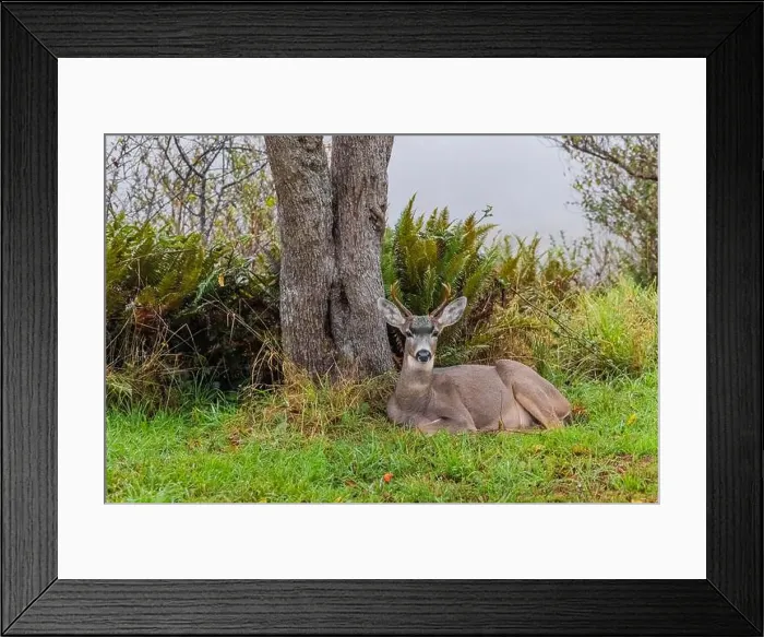 Framed Print : Columbian Black-tailed Deer, Odocoileus hemionus ssp Framed Print : Columbian Black-tailed Deer, Odocoileus hemionus ssp
