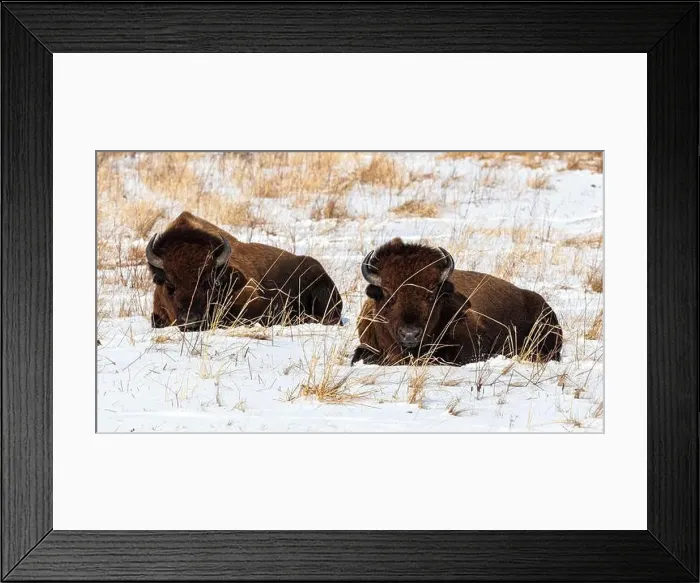 Framed Print : Two American Bison lying down in the snow
