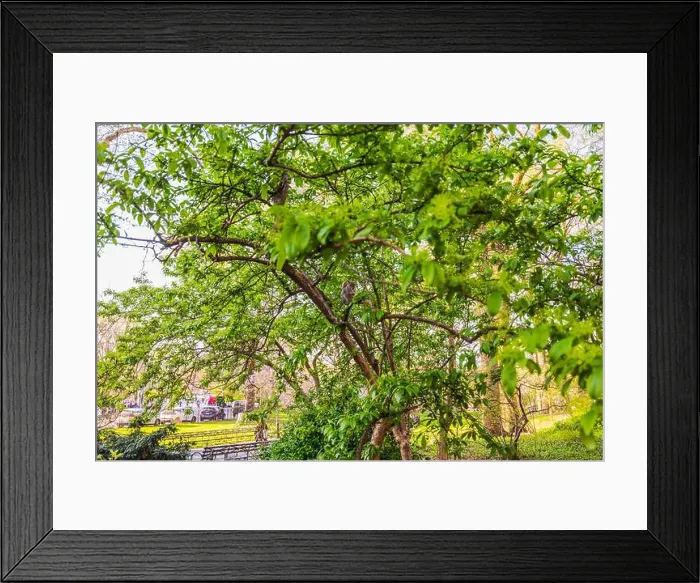 Framed Print : Squirrel perched on tree branch in Central Park surrounded by bright green leaves on sunny spring day. New York. USA Framed Print : Squirrel perched on tree branch in Central Park surrounded by bright green leaves on sunny spring day. New York. USA