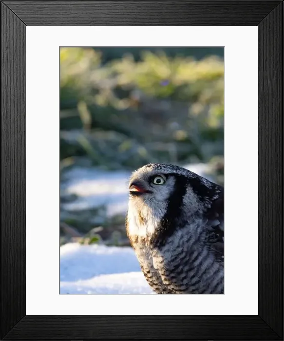 Framed Print : Northern hawk-owl (Surnia ulula).sunny day Framed Print : Northern hawk-owl (Surnia ulula).sunny day
