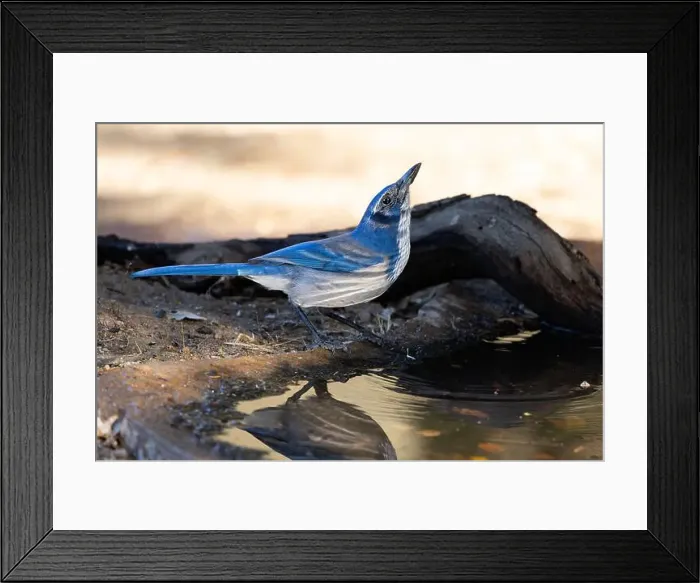 Framed Print : A thirsty bright blue Scrub-jay drinking water from an outdoor bird bath in Northern California Framed Print : A thirsty bright blue Scrub-jay drinking water from an outdoor bird bath in Northern California