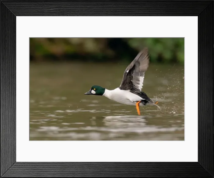 Framed Print : male Common Goldeneye (Bucephala clangula), Sacramento County California USA Framed Print : male Common Goldeneye (Bucephala clangula), Sacramento County California USA