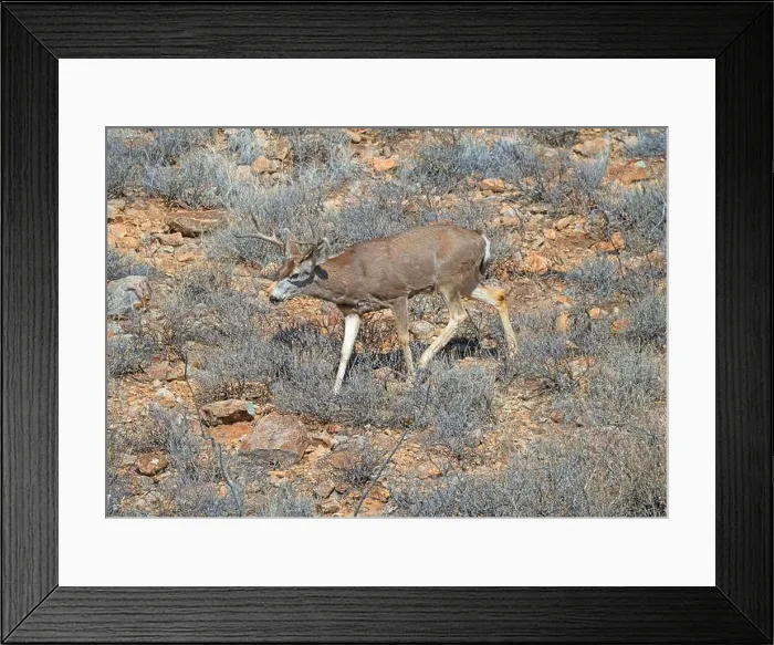 Framed Print : Mule Deer Wandering an Arid Mountainside in the Organ Mountains of New Mexico Framed Print : Mule Deer Wandering an Arid Mountainside in the Organ Mountains of New Mexico