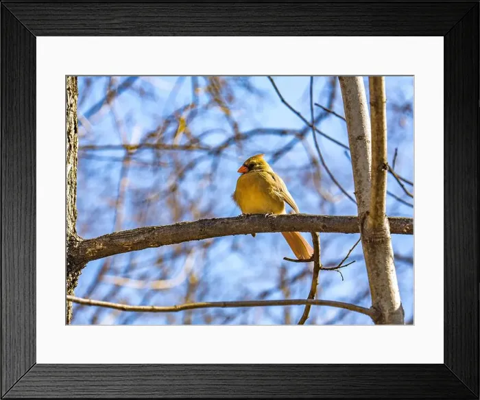 Framed Print : Female cardinal in the Ramble Framed Print : Female cardinal in the Ramble