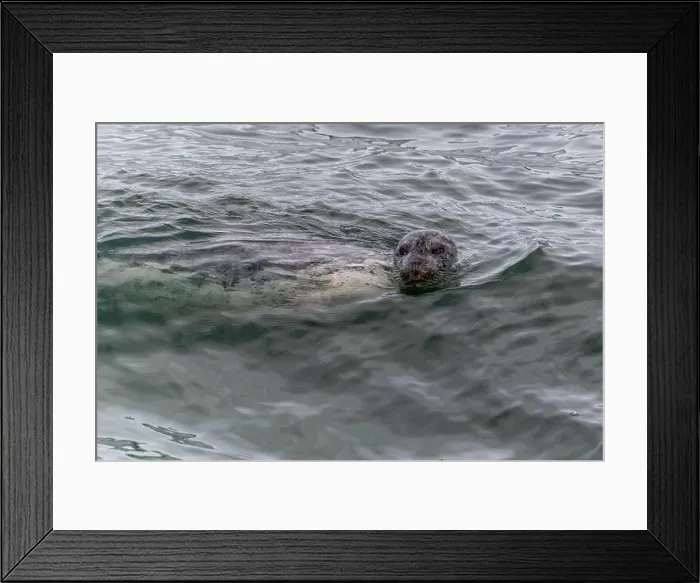 Framed Print : A harbor seal swims in the waters of the Puget Sound, Washington, USA Framed Print : A harbor seal swims in the waters of the Puget Sound, Washington, USA