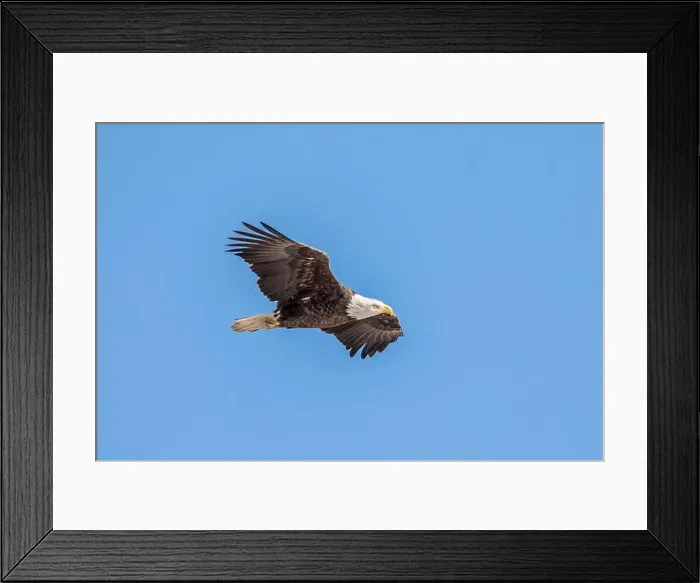 Framed Print : A bald eagle flies in the clear blue sky on a winter day in Iowa, with copy space for text Framed Print : A bald eagle flies in the clear blue sky on a winter day in Iowa, with copy space for text