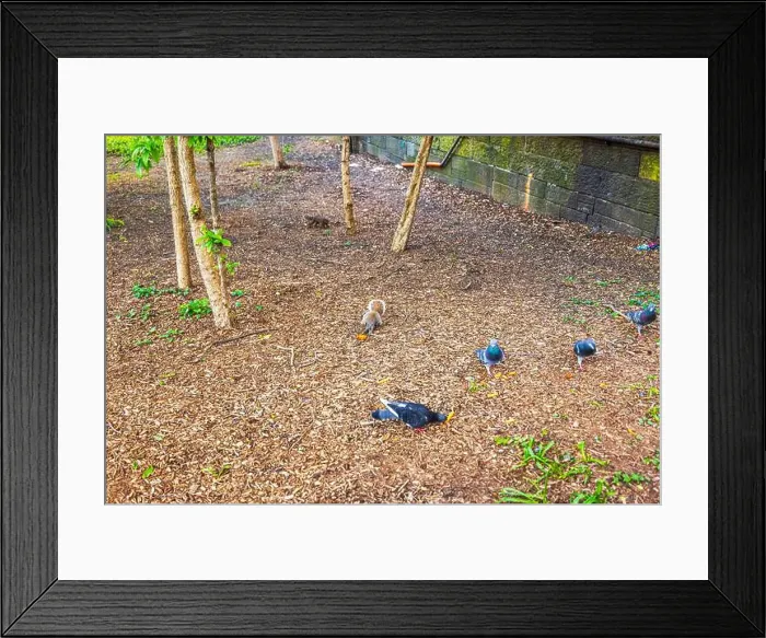 Framed Print : Squirrel eating food on ground among pigeons near trees in Central Park on spring day. New York. USA