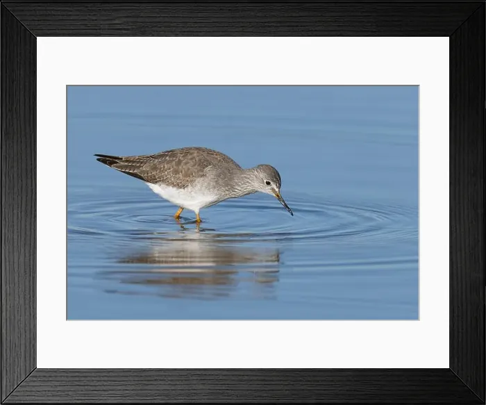 Framed Print : Lesser Yellowlegs (Tringa flavipes), Sacramento County California USA Framed Print : Lesser Yellowlegs (Tringa flavipes), Sacramento County California USA