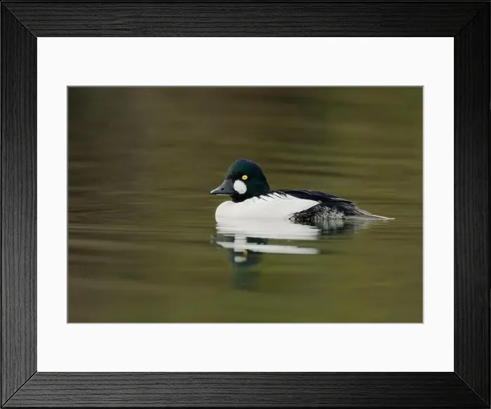 Framed Print : male Common Goldeneye (Bucephala clangula), Sacramento County California USA Framed Print : male Common Goldeneye (Bucephala clangula), Sacramento County California USA