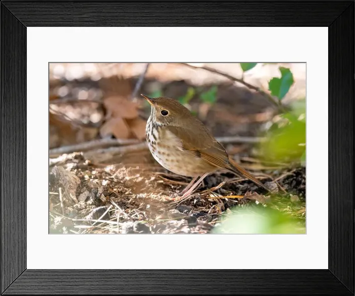 Framed Print : Hermit Thrush (Catharus guttatus) - Brevard, North Carolina, USA Framed Print : Hermit Thrush (Catharus guttatus) - Brevard, North Carolina, USA