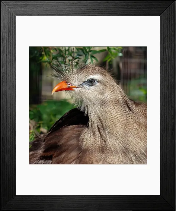 Framed Print : Red-Legged Seriema (a.k.a. Crested Cariama). Seen in Brevard Zoo, Melbourne, FL, USA