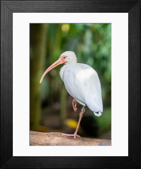 Framed Print : The American white ibis (Eudocimus albus) is a species of bird in the ibis family Framed Print : The American white ibis (Eudocimus albus) is a species of bird in the ibis family