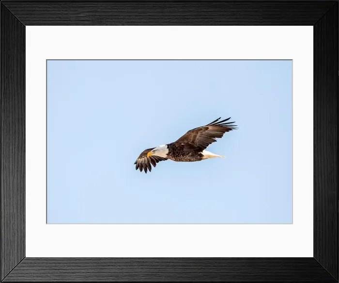 Framed Print : Bald eagle flying in the clear blue sky on a winter day in Iowa, with copy space for text Framed Print : Bald eagle flying in the clear blue sky on a winter day in Iowa, with copy space for text