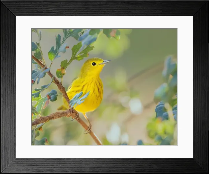 Framed Print : Yellow Warbler (Setophaga petechia), Sacramento County California USA Framed Print : Yellow Warbler (Setophaga petechia), Sacramento County California USA