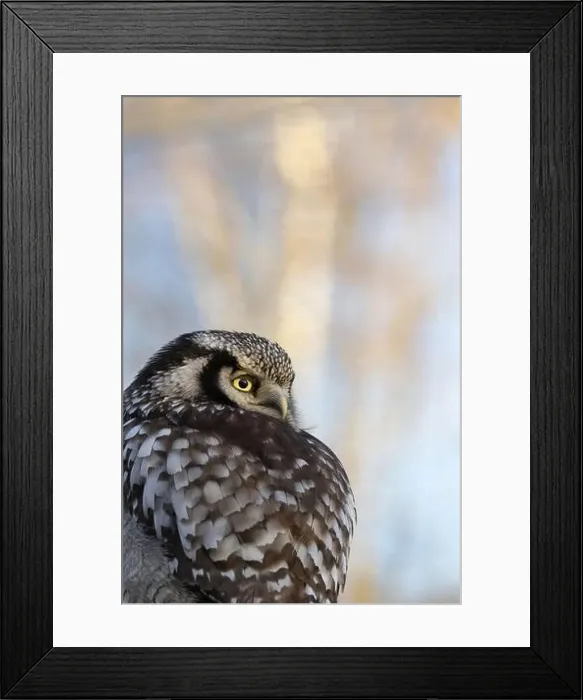 Framed Print : Portrait of A Northern Hawk Owl whose Latin name is Surnia ulula Framed Print : Portrait of A Northern Hawk Owl whose Latin name is Surnia ulula