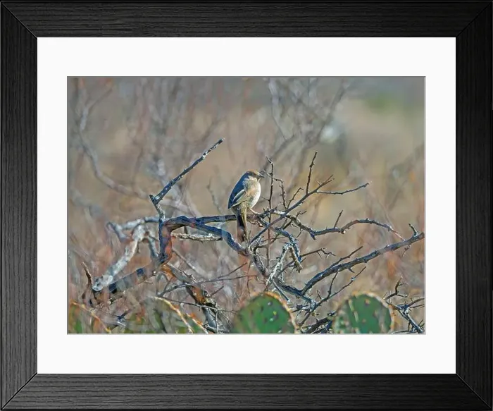 Framed Print : A Canyon Towhee in Desert Brush in the Organ Mountain Wilderness Area in New Mexico Framed Print : A Canyon Towhee in Desert Brush in the Organ Mountain Wilderness Area in New Mexico