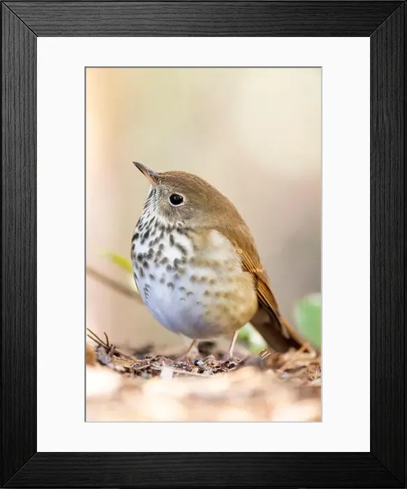 Framed Print : Hermit Thrush (Catharus guttatus) - Brevard, North Carolina, USA Framed Print : Hermit Thrush (Catharus guttatus) - Brevard, North Carolina, USA