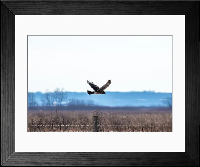 Framed Print : Hawk hunting for food over a prairie in winter Framed Print : Hawk hunting for food over a prairie in winter
