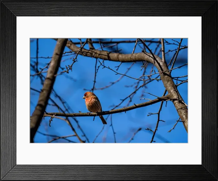 Framed Print : House finch in Central Park Ramble Framed Print : House finch in Central Park Ramble