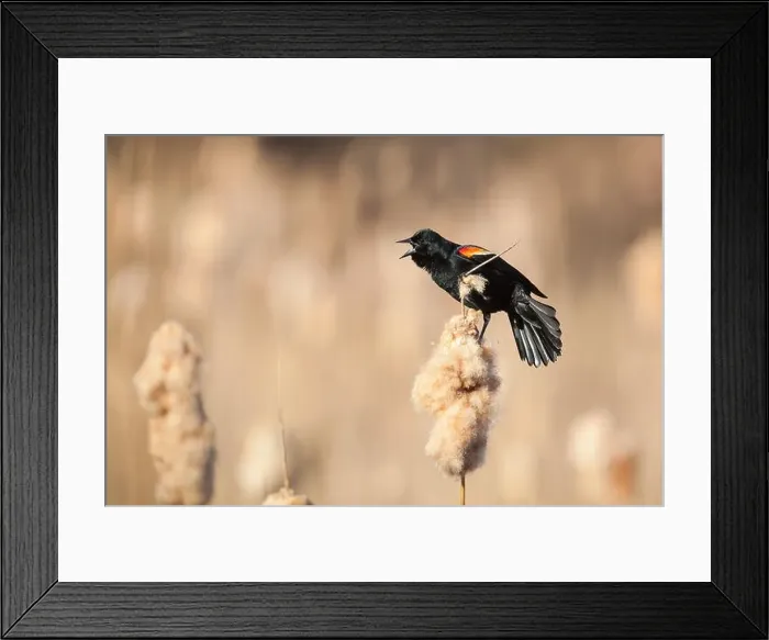 Framed Print : Male Red-winged Blackbird calling from atop a cattail