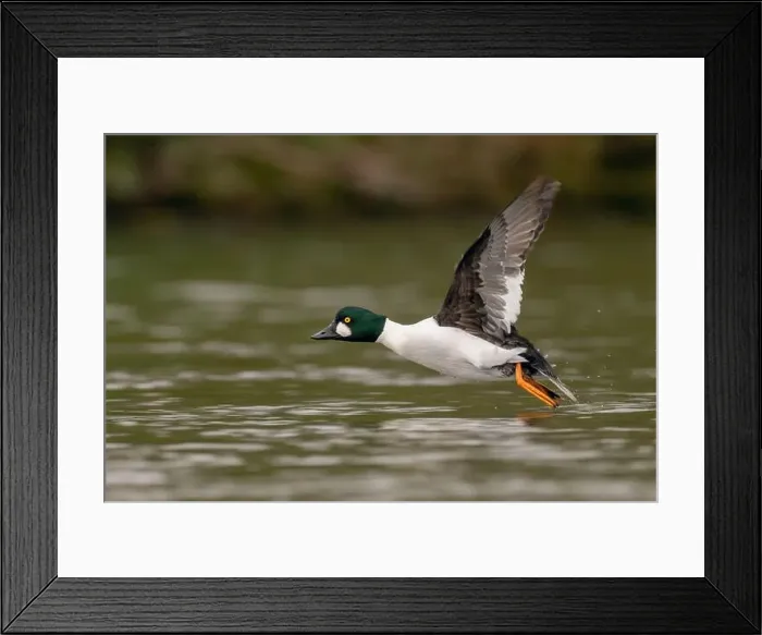 Framed Print : male Common Goldeneye (Bucephala clangula), Sacramento County California USA Framed Print : male Common Goldeneye (Bucephala clangula), Sacramento County California USA