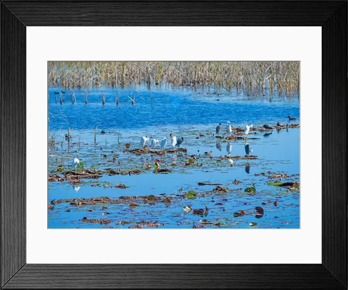 Framed Print : Little Blue Heron and Snowy Egrets in a Wetland in St Marks National Wildlife Refuge in Florida