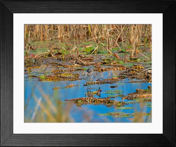 Framed Print : A Tricolored Heron Getting Ready to Strike in the St Marks National Wildlife Refuge in Florida Framed Print : A Tricolored Heron Getting Ready to Strike in the St Marks National Wildlife Refuge in Florida