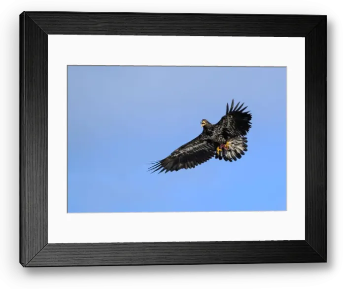 Framed Print : Immature bald eagle in attack pose flying in blue sky with meat in talons Framed Print : Immature bald eagle in attack pose flying in blue sky with meat in talons