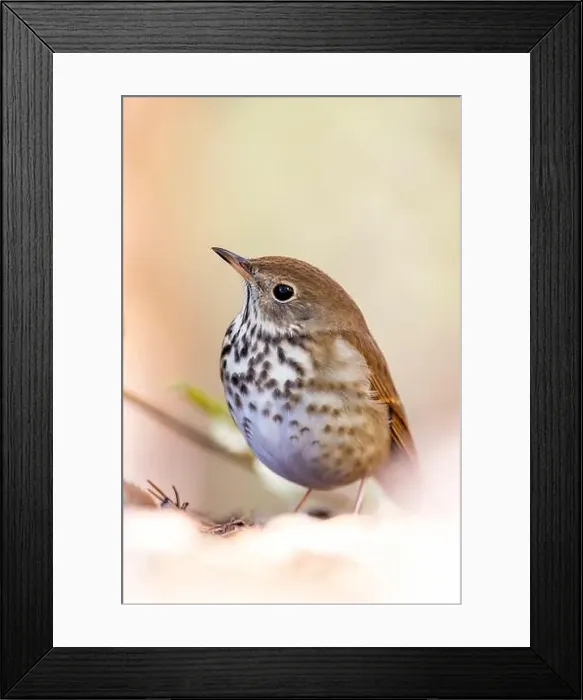 Framed Print : Hermit Thrush (Catharus guttatus) - Brevard, North Carolina, USA Framed Print : Hermit Thrush (Catharus guttatus) - Brevard, North Carolina, USA