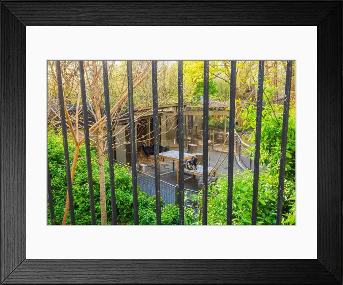 Framed Print : Goats behind black metal bars in Central Park Zoo Framed Print : Goats behind black metal bars in Central Park Zoo