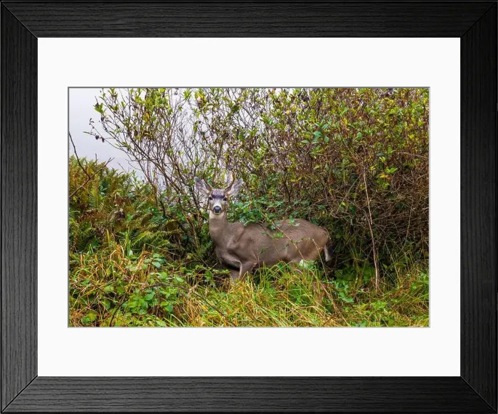 Framed Print : Columbian Black-tailed Deer, Odocoileus hemionus ssp Framed Print : Columbian Black-tailed Deer, Odocoileus hemionus ssp