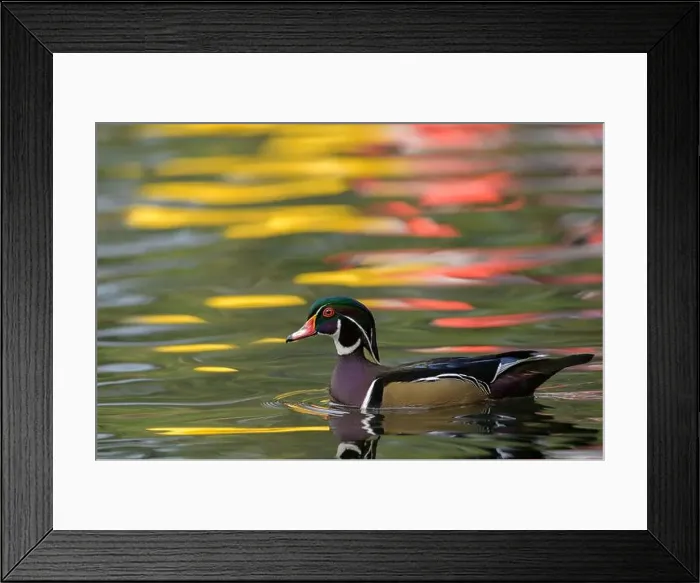Framed Print : Wild and free male drake wood duck Aix sponsa in a pond with colorful reflections, copy space, California, USA Framed Print : Wild and free male drake wood duck Aix sponsa in a pond with colorful reflections, copy space, California, USA