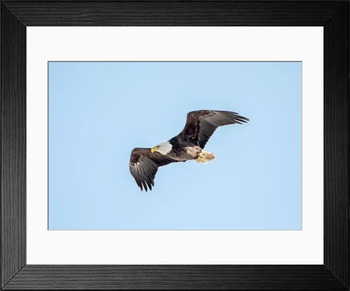 Framed Print : Bald eagle flying in the light blue sky on a winter day in Iowa, with copy space for text Framed Print : Bald eagle flying in the light blue sky on a winter day in Iowa, with copy space for text