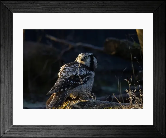 Framed Print : Northern hawk-owl (Surnia ulula). Wildlife bird. winter season