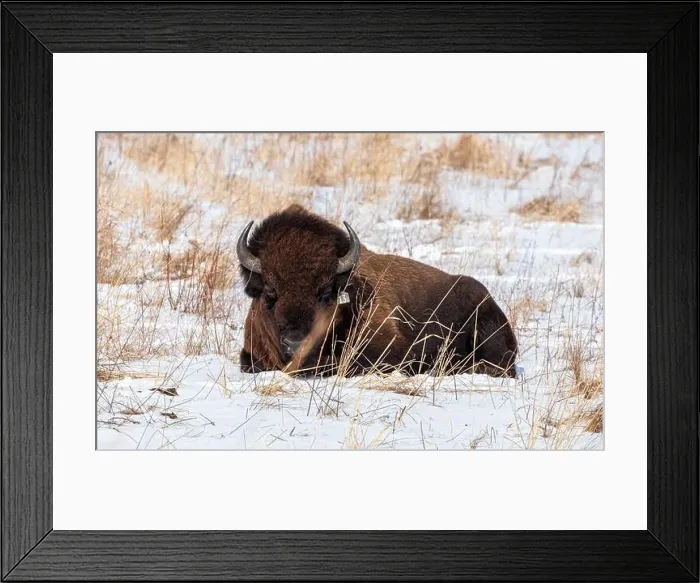 Framed Print : One American bison lying down in a snow covered prairie in winter Framed Print : One American bison lying down in a snow covered prairie in winter