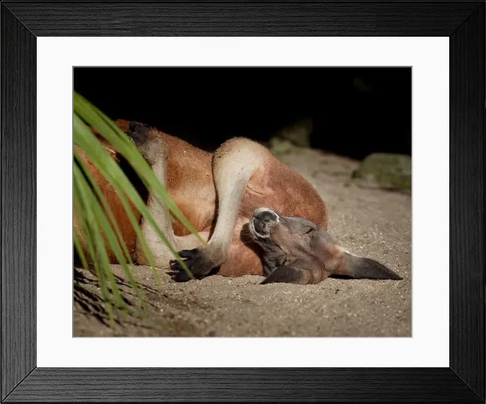 Framed Print : Male Red Kangaroo (Osphranter Rufus). Seen in Brevard Zoo, Melbourne, FL, USA Framed Print : Male Red Kangaroo (Osphranter Rufus). Seen in Brevard Zoo, Melbourne, FL, USA