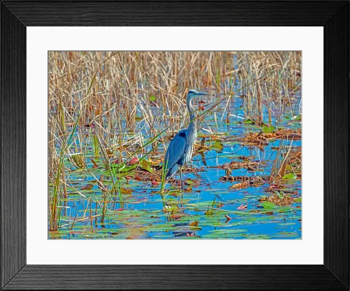 Framed Print : A Great Blue Heron Standing in Colorful Wetlands in the St Marks National Wildlife Refuge in Florida Framed Print : A Great Blue Heron Standing in Colorful Wetlands in the St Marks National Wildlife Refuge in Florida