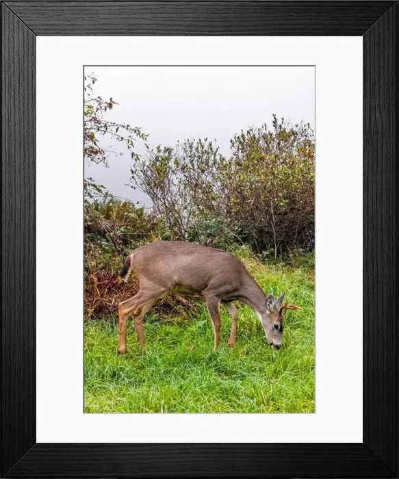 Framed Print : Columbian Black-tailed Deer, Odocoileus hemionus ssp Framed Print : Columbian Black-tailed Deer, Odocoileus hemionus ssp