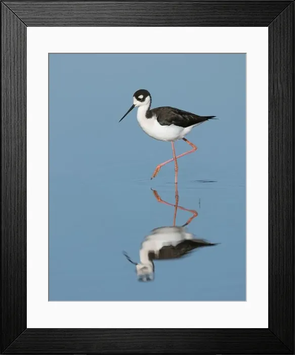 Framed Print : Black-necked Stilt (Himantopus mexicanus), Sacramento County California USA Framed Print : Black-necked Stilt (Himantopus mexicanus), Sacramento County California USA