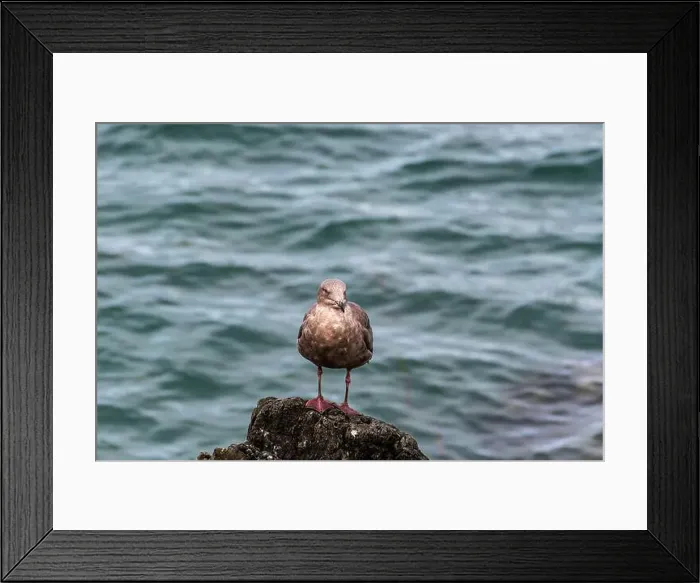 Framed Print : A juvenile gull perches on a rock on the beach in the Puget Sounds, Washington State, USA Framed Print : A juvenile gull perches on a rock on the beach in the Puget Sounds, Washington State, USA
