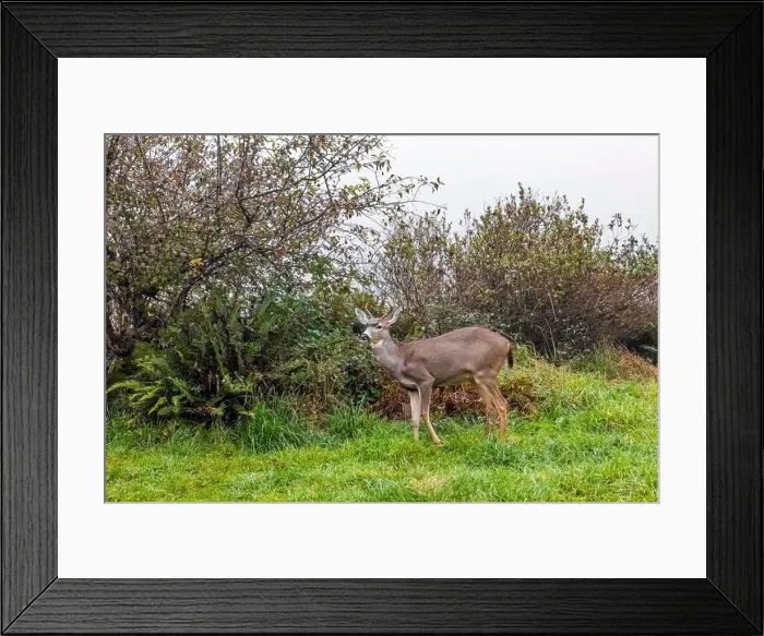 Framed Print : Columbian Black-tailed Deer, Odocoileus hemionus ssp Framed Print : Columbian Black-tailed Deer, Odocoileus hemionus ssp
