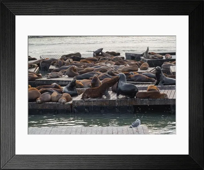Framed Print : Two sea lions are fighting in a group of sea lions on a pier in San Francisco, California, USA Framed Print : Two sea lions are fighting in a group of sea lions on a pier in San Francisco, California, USA
